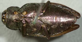 Media type: image;   Entomology 2699 Aspect: habitus ventral view